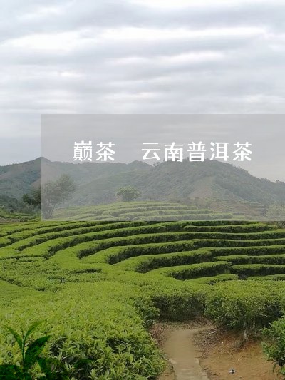 巅茶 云南普洱茶/2023031722806